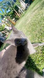 Found/Stray Female Cat last seen Near merrylands, Merrylands, NSW 2160