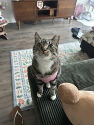 Lost Female Cat last seen Rosemead & Washington, Pico Rivera, CA 90660