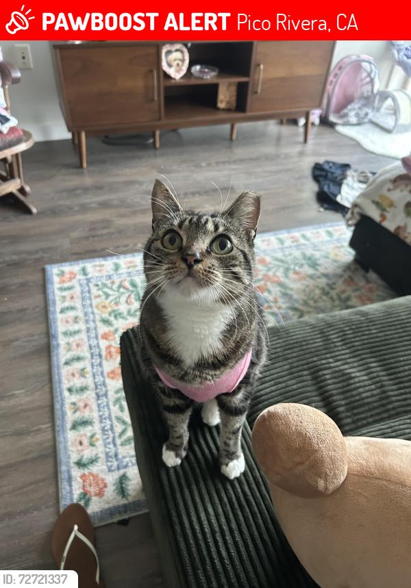 Lost Female Cat last seen Rosemead & Washington, Pico Rivera, CA 90660