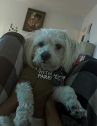 Lost Male Dog last seen Near in Halldale and Marine Gardena, Gardena, CA 90247
