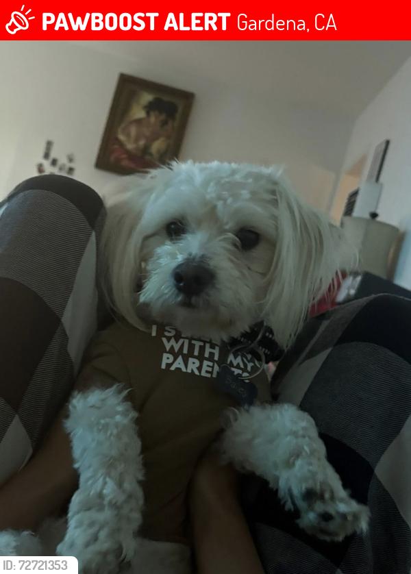 Lost Male Dog last seen Near in Halldale and Marine Gardena, Gardena, CA 90247