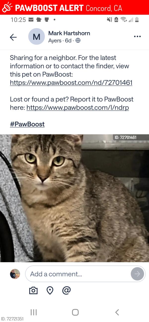 Lost Male Cat last seen San Miguel Rd Contra Costa C Trail, Concord, CA 94518