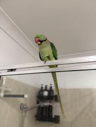 Lost Male Bird last seen Cara st and Terrence st Aspley , Aspley, QLD 4034