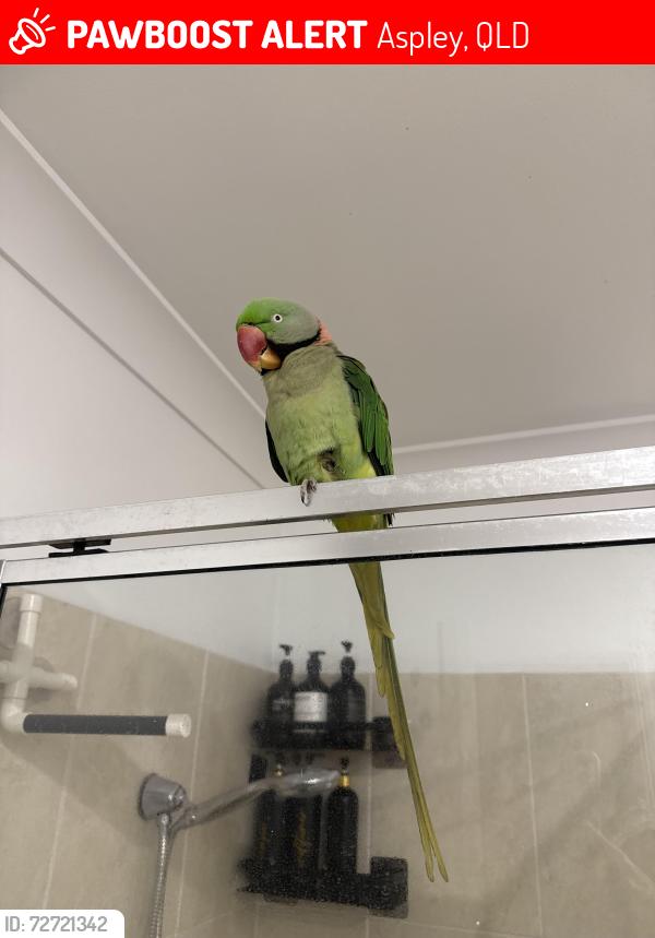 Lost Male Bird last seen Cara st and Terrence st Aspley , Aspley, QLD 4034