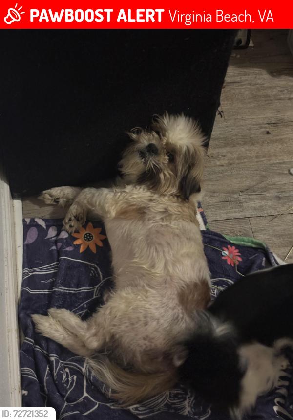 Lost Male Dog last seen Outer dr, Virginia Beach, VA 23462