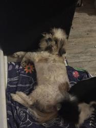 Lost Male Dog last seen Outer dr, Virginia Beach, VA 23462