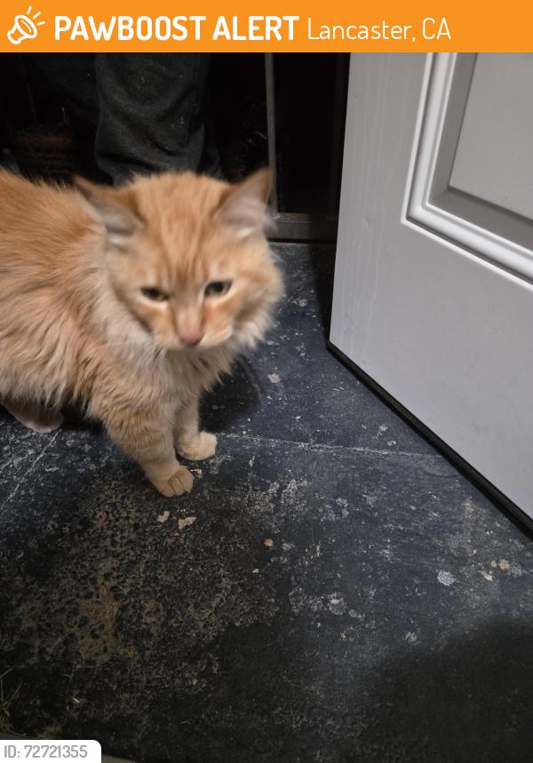 Found/Stray Unknown Cat last seen Jane Reynolds park, Lancaster, CA 93534