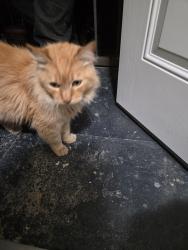Found/Stray Unknown Cat last seen Jane Reynolds park, Lancaster, CA 93534