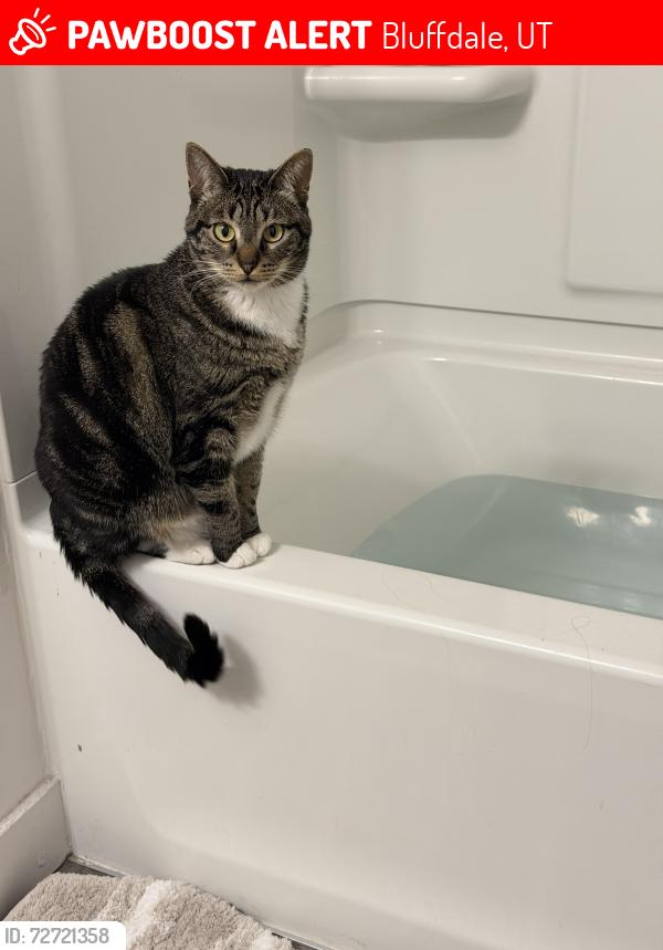 Lost Female Cat last seen Near W 14600 S, Bluffdale, UT 84065, Bluffdale, UT 84065