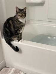 Lost Female Cat last seen Near W 14600 S, Bluffdale, UT 84065, Bluffdale, UT 84065