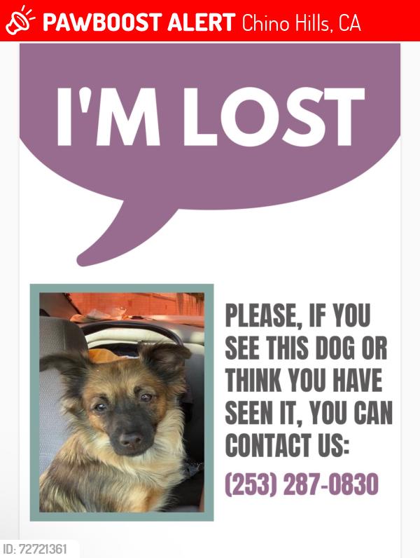 Lost Female Dog last seen Habachi restaurant , Chino Hills, CA 91709