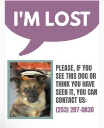 Lost Female Dog last seen Habachi restaurant , Chino Hills, CA 91709