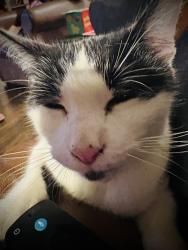 Lost Male Cat last seen Wilart an Alameda, Pomona, CA 91768
