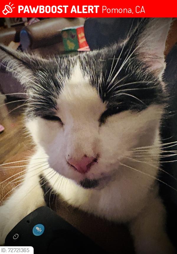 Lost Male Cat last seen Wilart an Alameda, Pomona, CA 91768