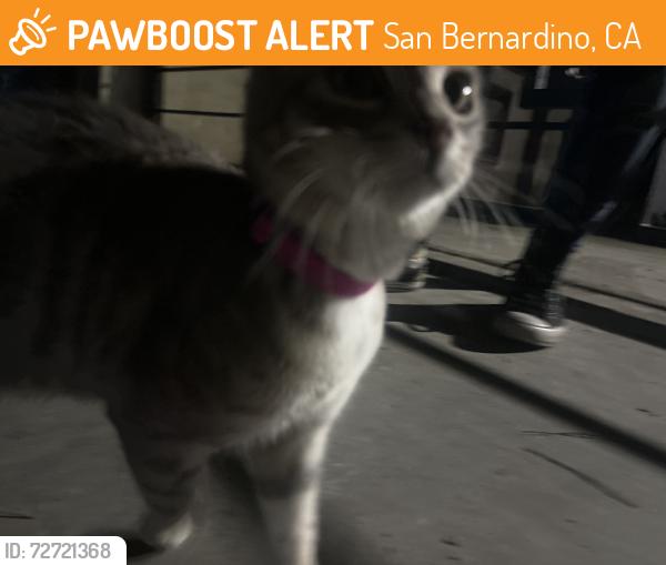 Found/Stray Female Cat last seen 16th st and mt. View , San Bernardino, CA 92411