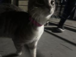 Found/Stray Female Cat last seen 16th st and mt. View , San Bernardino, CA 92411