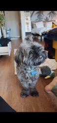 Lost Male Dog last seen Menifee lakes. Newport/Calle pompeii/ Marne way , Menifee, CA 92584