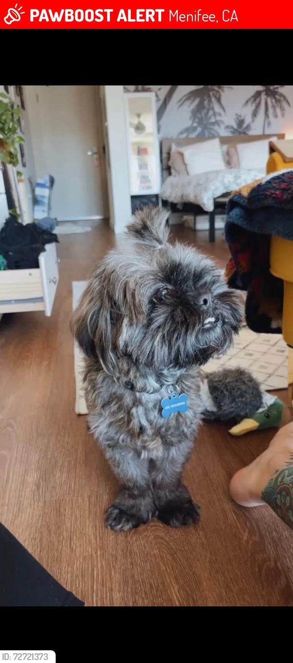 Lost Male Dog last seen Menifee lakes. Newport/Calle pompeii/ Marne way , Menifee, CA 92584