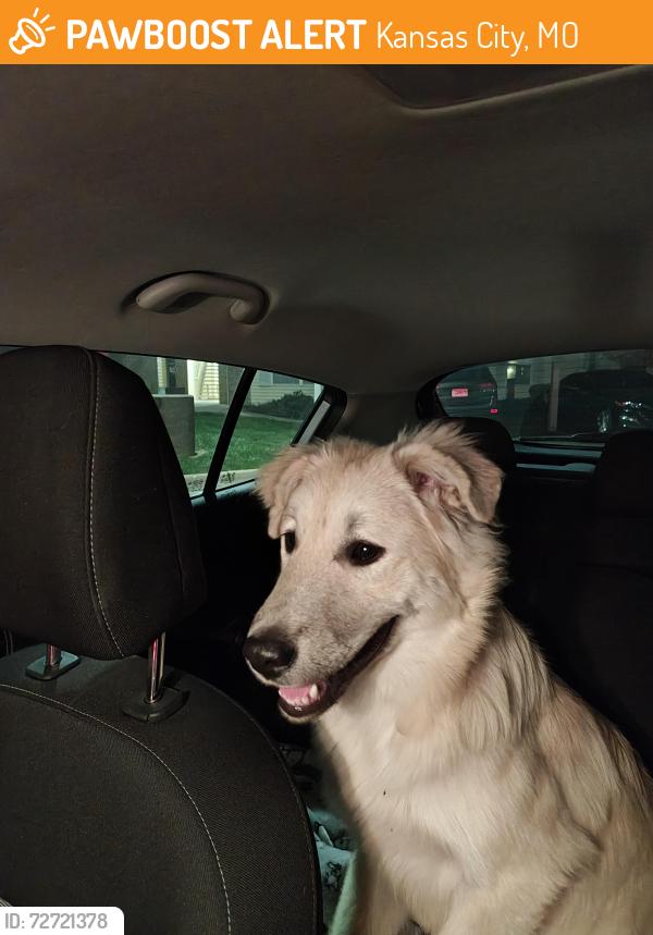 Found/Stray Male Dog last seen Swoop Park , Kansas City, MO 64138