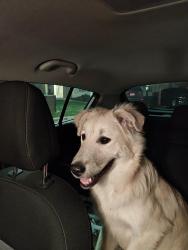 Found/Stray Male Dog last seen Swoop Park , Kansas City, MO 64138