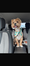 Lost Male Dog last seen Near W Mississippi ave, Lakewood, CO 80226