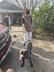 Lost Male Dog last seen san juan hed, San Juan, TX 78589