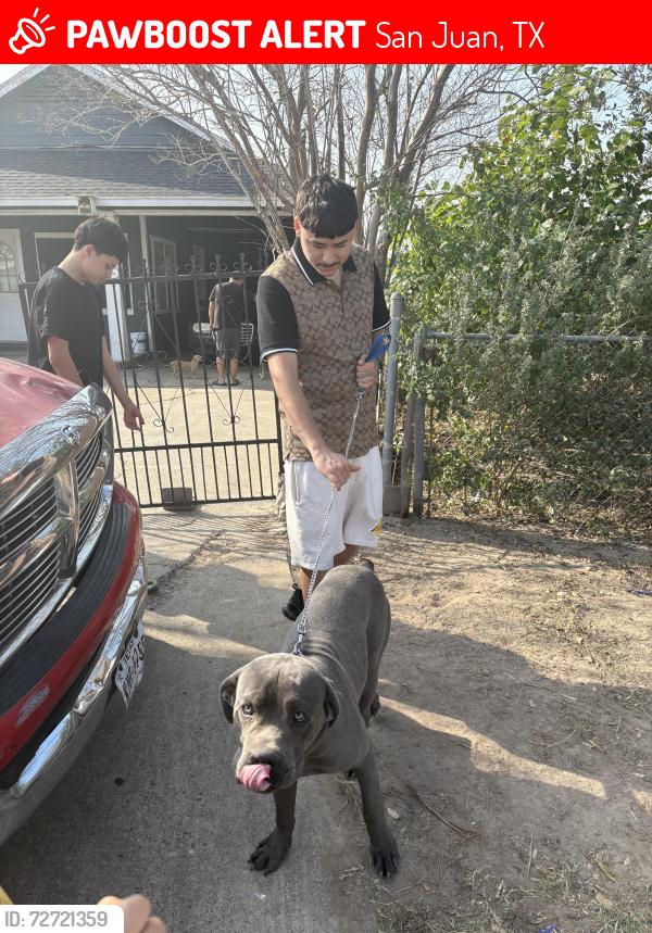 Lost Male Dog last seen san juan hed, San Juan, TX 78589