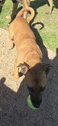 Lost Female Dog last seen On my street , Clyde North, VIC 3978