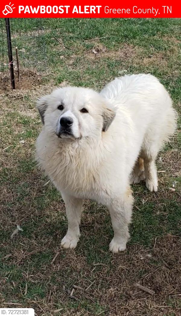 Lost Female Dog last seen Warrensburg road, little chuckey road, Jackson chapel church, Greene County, TN 37818