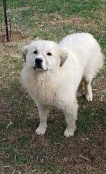 Lost Female Dog last seen Warrensburg road, little chuckey road, Jackson chapel church, Greene County, TN 37818