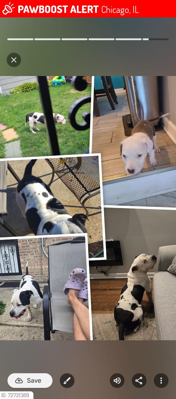 Lost Male Dog last seen Near s. Ada st, Chicago, IL 60620