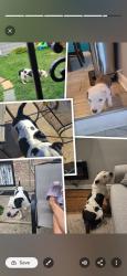 Lost Male Dog last seen Near s. Ada st, Chicago, IL 60620