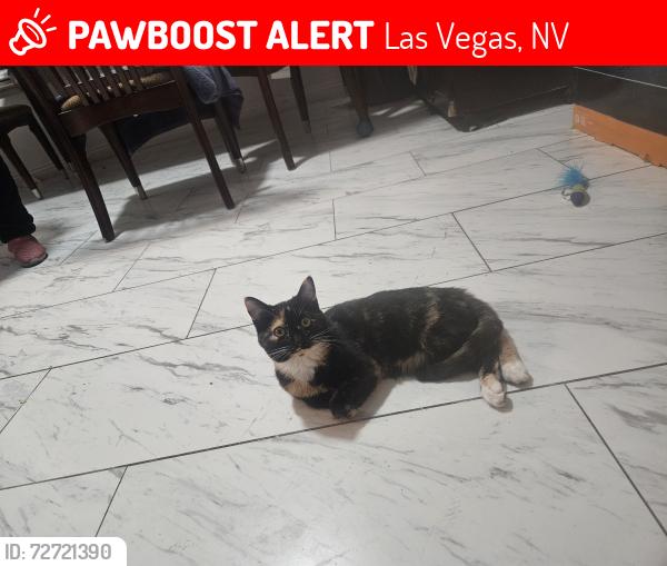 Lost Female Cat last seen RAINBOW , Las Vegas, NV 89103