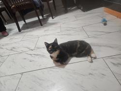 Lost Female Cat last seen RAINBOW , Las Vegas, NV 89103