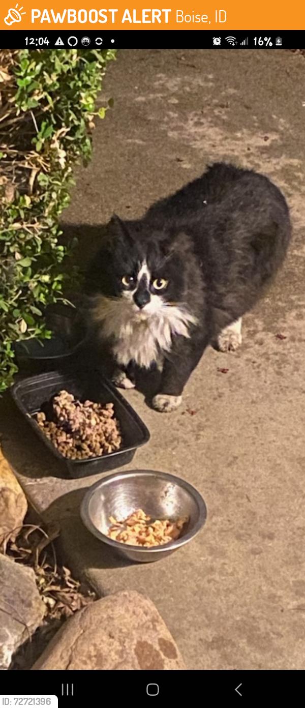 Found/Stray Unknown Cat last seen Cole and Northview , Boise, ID 83704