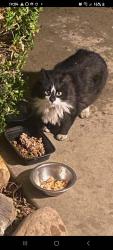 Found/Stray Unknown Cat last seen Cole and Northview , Boise, ID 83704