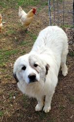 Lost Female Dog last seen Warrensburg road, little chuckey road, Jackson chapel church. Left from little chuckey cutoff, Greene County, TN 37818
