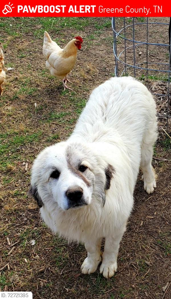 Lost Female Dog last seen Warrensburg road, little chuckey road, Jackson chapel church. Left from little chuckey cutoff, Greene County, TN 37818