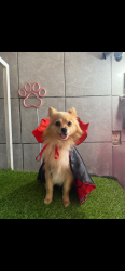 Lost Male Dog last seen Santa Mónica y av acueducto , Zapopan, Jal. 45140