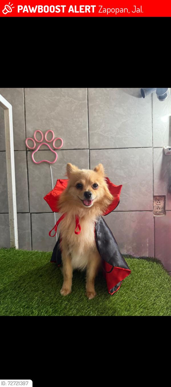 Lost Male Dog last seen Santa Mónica y av acueducto , Zapopan, Jal. 45140