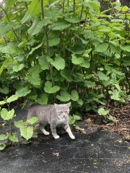 Lost Male Cat last seen Near Campbell park , Rochester, NY 14606