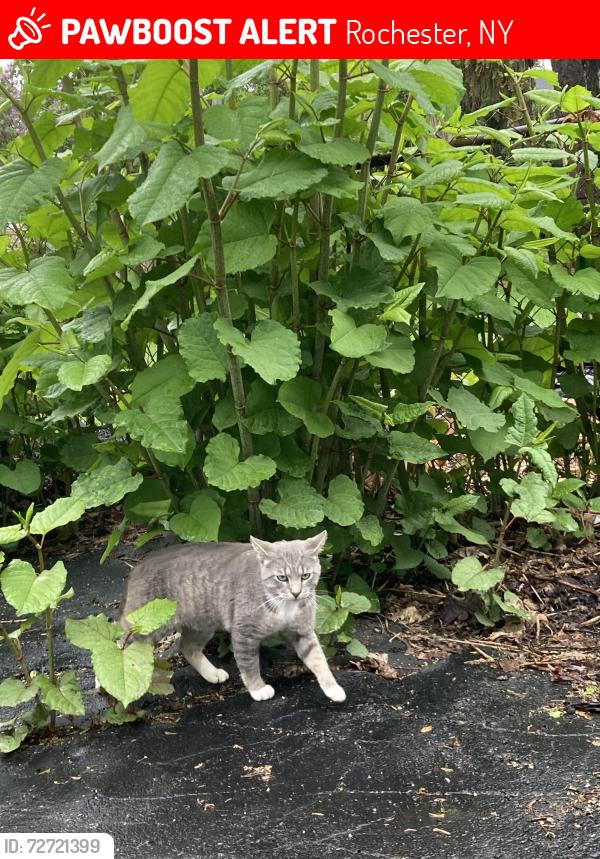 Lost Male Cat last seen Near Campbell park , Rochester, NY 14606