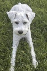 Lost Female Dog last seen Alabama Avenue and Alaska Road 22191, Woodbridge, VA 22191