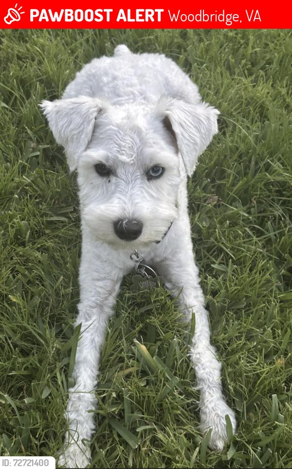 Lost Female Dog last seen Alabama Avenue and Alaska Road 22191, Woodbridge, VA 22191