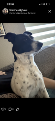 Found/Stray Unknown Dog last seen Near ave 136 st, Miami, FL 33186