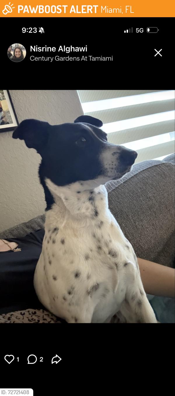 Found/Stray Unknown Dog last seen Near ave 136 st, Miami, FL 33186