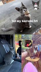 Lost Female Cat last seen She was last seen at the qt , Morrow, GA 30260