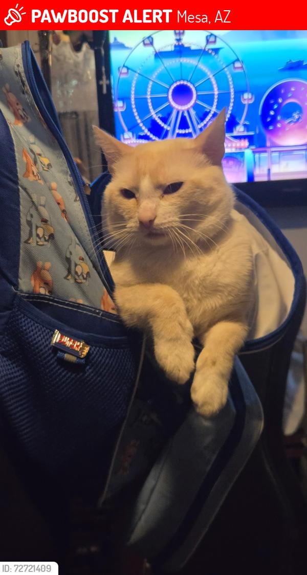 Lost Male Cat last seen Signal butte and broadway , Mesa, AZ 85208