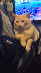 Lost Male Cat last seen Signal butte and broadway , Mesa, AZ 85208