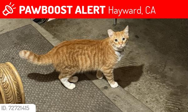 Lost Male Cat last seen Mission blvd , Hayward, CA 94544